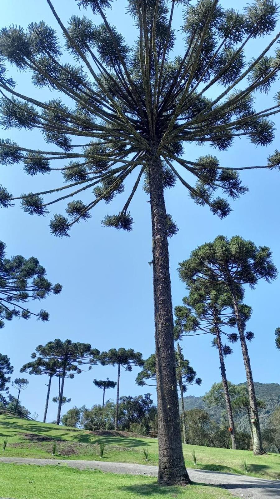 Casa De Campo Quinta Do Vale - Familia Урубиси Екстериор снимка